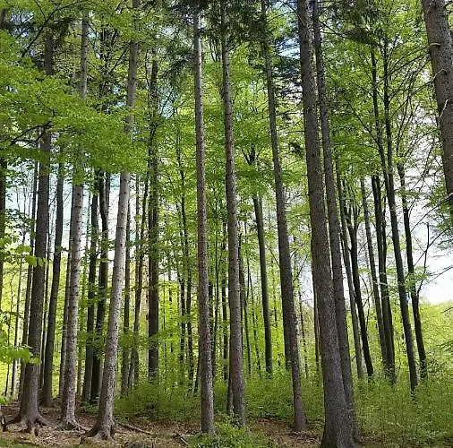 Harzquartier * Friedrichsbrunn